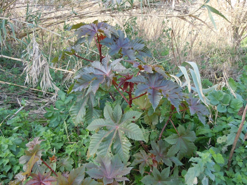 Pianta rossa - Ricinus communis